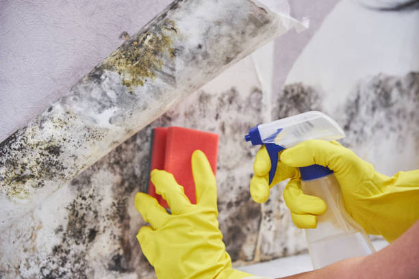 Best Mold Odor Removal Services in USA